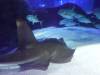 160 - 20231021 Bangkok Sea Life SONY