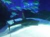 161 - 20231021 Bangkok Sea Life SONY