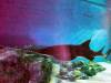 163 - 20231021 Bangkok Sea Life SONY