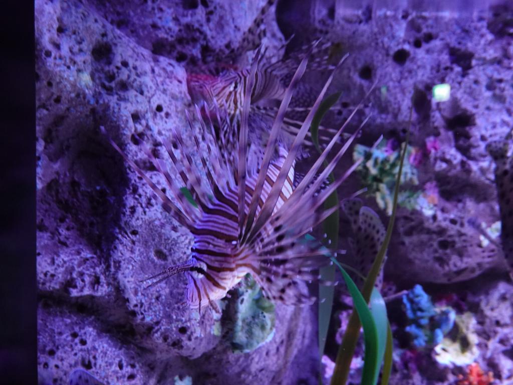 103 - 20231021 Bangkok Sea Life SONY