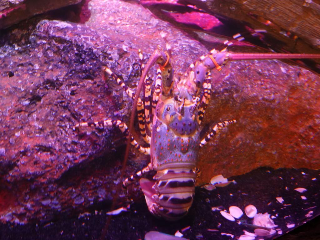 104 - 20231021 Bangkok Sea Life SONY