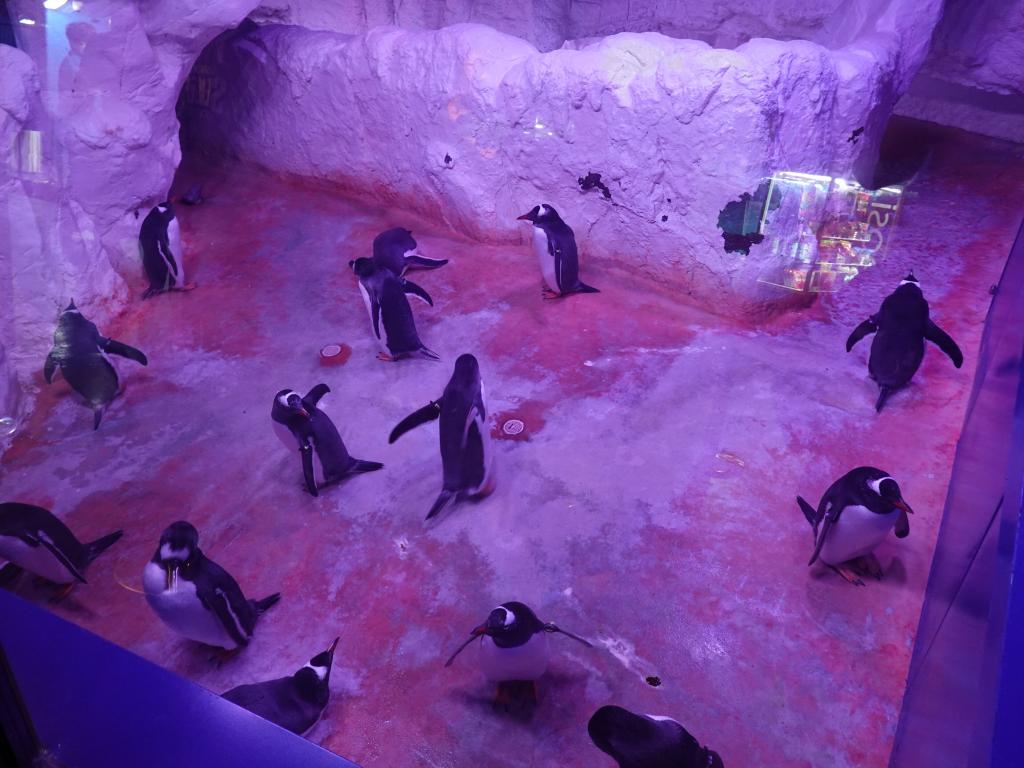 112 - 20231021 Bangkok Sea Life SONY