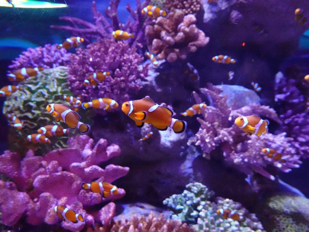 114 - 20231021 Bangkok Sea Life SONY