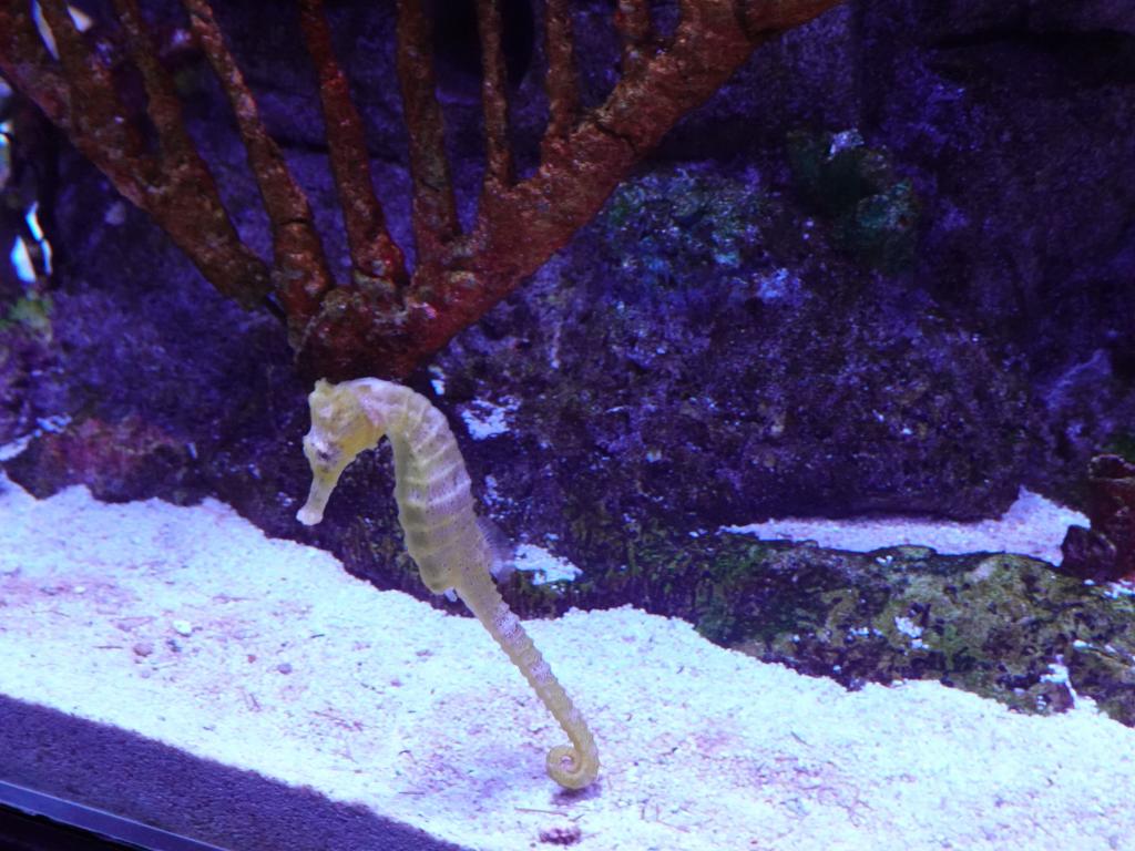 122 - 20231021 Bangkok Sea Life SONY