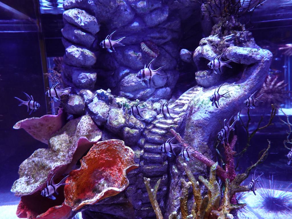 127 - 20231021 Bangkok Sea Life SONY