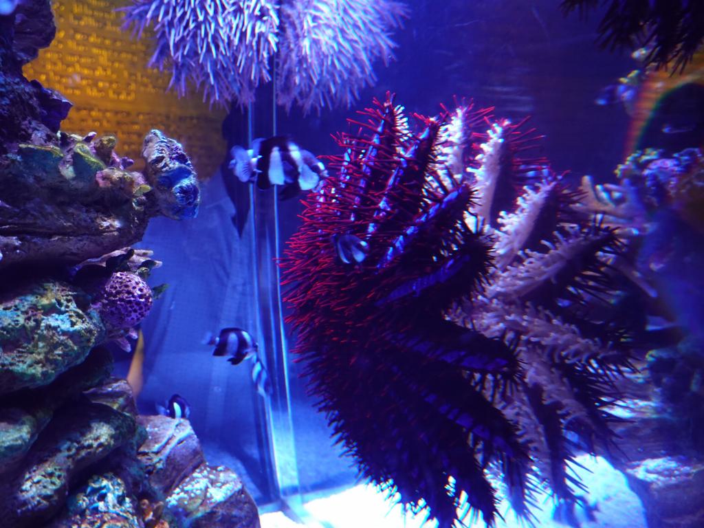 131 - 20231021 Bangkok Sea Life SONY