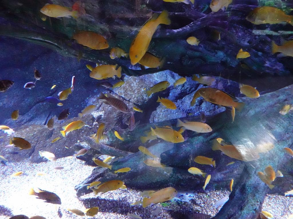 134 - 20231021 Bangkok Sea Life SONY