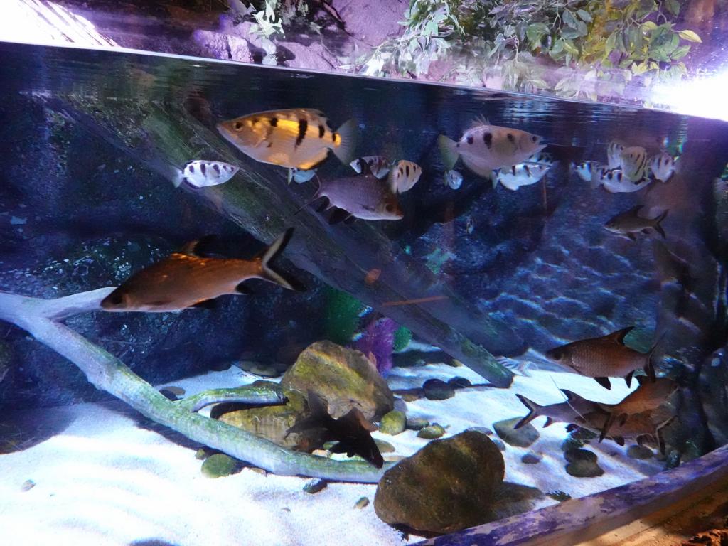 135 - 20231021 Bangkok Sea Life SONY