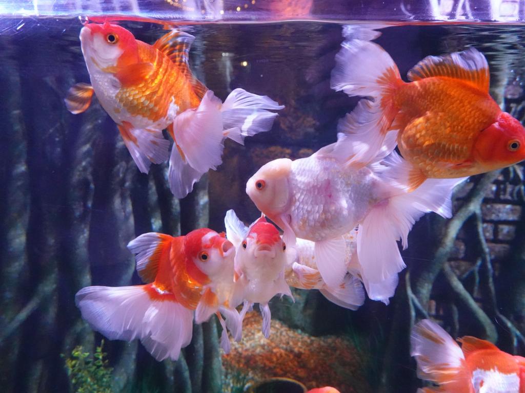 138 - 20231021 Bangkok Sea Life SONY