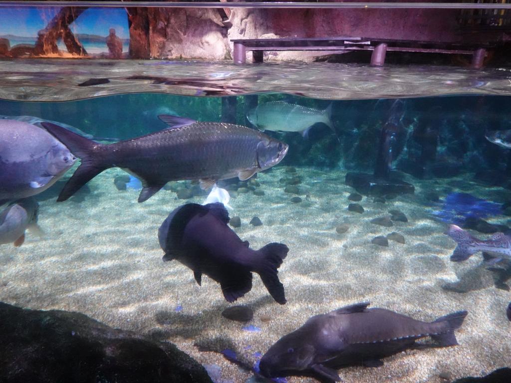 143 - 20231021 Bangkok Sea Life SONY