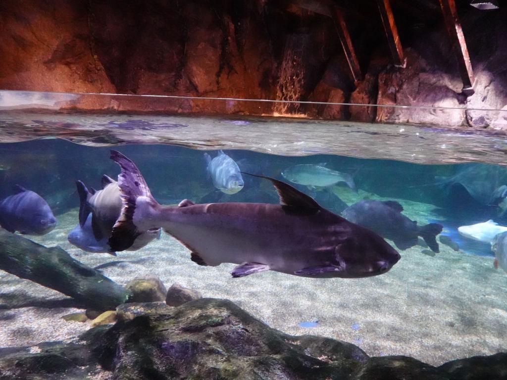145 - 20231021 Bangkok Sea Life SONY