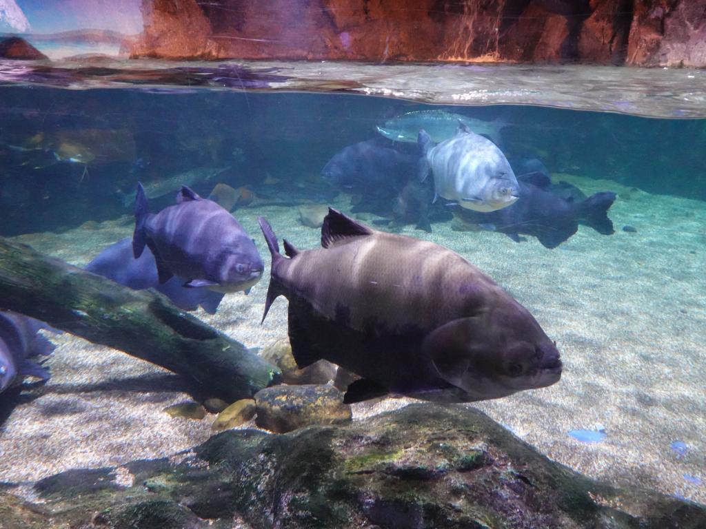 146 - 20231021 Bangkok Sea Life SONY