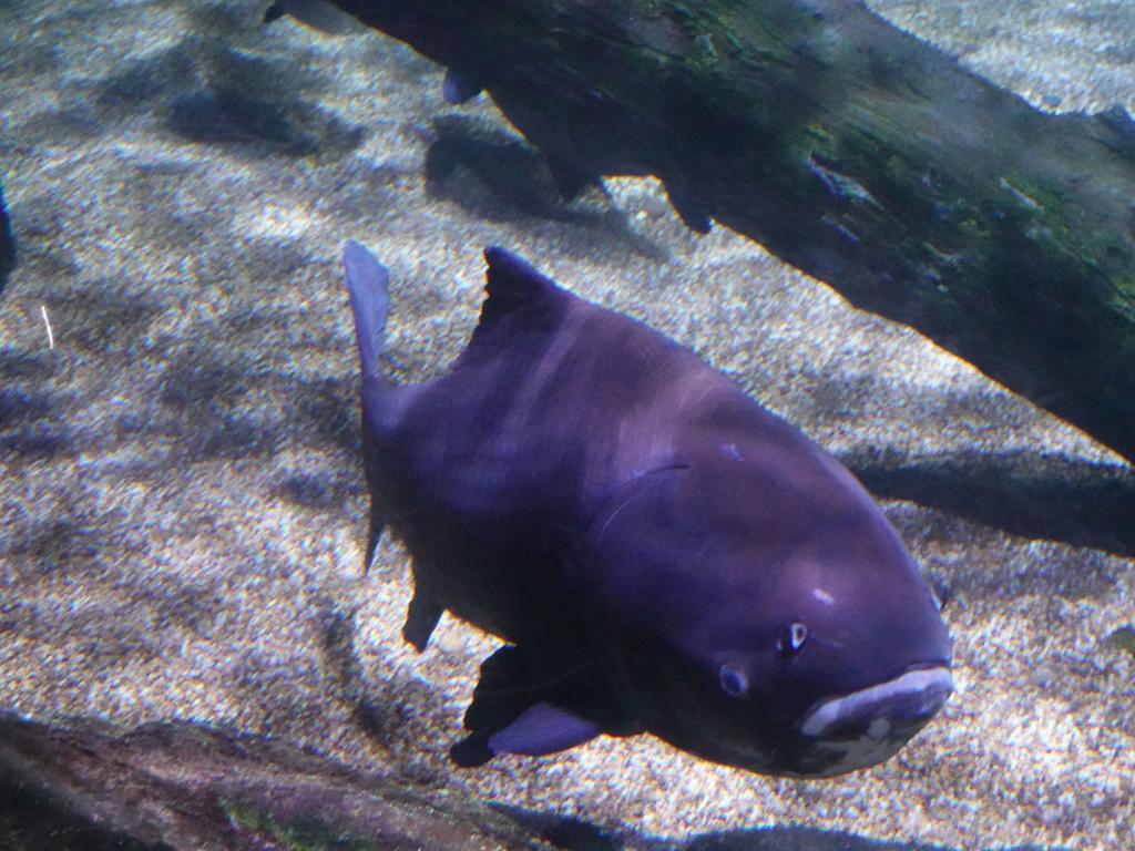 147 - 20231021 Bangkok Sea Life SONY