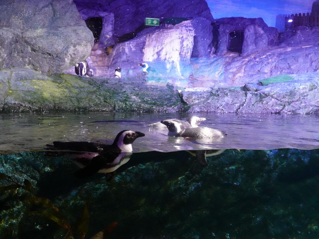 148 - 20231021 Bangkok Sea Life SONY
