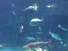 125 - 20231104 Aquaria Phuket SONY