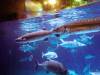 154 - 20231104 Aquaria Phuket SONY