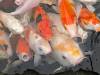 3305 - 20240203 Pattaya Underwaler World Google