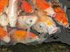 3306 - 20240203 Pattaya Underwaler World Google