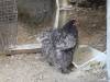 100 - California Country Ranch Silkie Chicken SONY