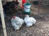 101 - California Country Ranch Silkie Chicken SONY