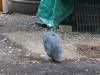 102 - California Country Ranch Silkie Chicken SONY