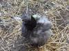 107 - California Country Ranch Silkie Chicken SONY