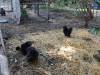 108 - California Country Ranch Silkie Chicken SONY