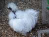 112 - California Country Ranch Silkie Chicken SONY