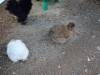 113 - California Country Ranch Silkie Chicken SONY