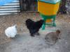 114 - California Country Ranch Silkie Chicken SONY