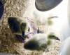 117 - California Country Ranch Silkie Chicken SONY