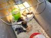 120 - California Country Ranch Silkie Chicken SONY