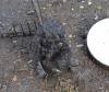 122 - California Country Ranch Silkie Chicken SONY