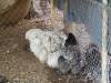 123 - California Country Ranch Silkie Chicken SONY
