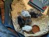125 - California Country Ranch Silkie Chicken Google