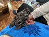 129 - California Country Ranch Silkie Chicken Google