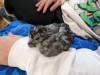 131 - California Country Ranch Silkie Chicken Google