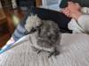 136 - California Country Ranch Silkie Chicken Google