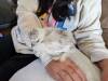 137 - California Country Ranch Silkie Chicken Google