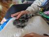 138 - California Country Ranch Silkie Chicken Google