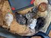 140 - California Country Ranch Silkie Chicken Google