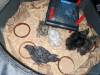 142 - California Country Ranch Silkie Chicken Google