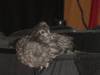 145 - California Country Ranch Silkie Chicken SONY