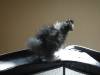 147 - California Country Ranch Silkie Chicken SONY