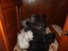 172 - California Country Ranch Silkie Chicken SONY