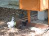 174 - California Country Ranch Silkie Chicken SONY
