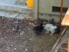 175 - California Country Ranch Silkie Chicken SONY