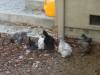 176 - California Country Ranch Silkie Chicken SONY