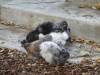177 - California Country Ranch Silkie Chicken SONY