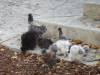 178 - California Country Ranch Silkie Chicken SONY